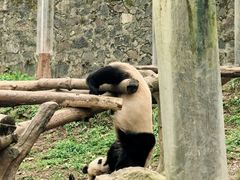 -都江堰中华大熊猫苑