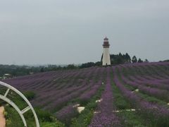 -紫颐香薰山谷景区