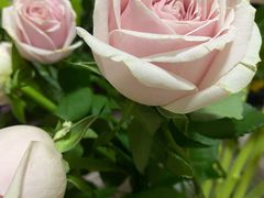 -味千拉面(双井店)