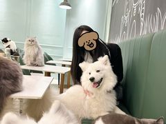 -安格丽娜·狗咖·猫咖羊驼咖(春熙路百盛商场店)