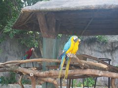 -清迈夜间动物园