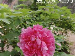 -北京市劳动人民文化宫