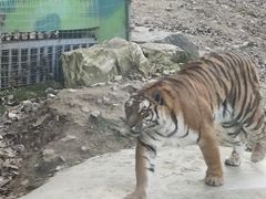 -栾川竹海野生动物园
