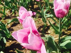 -长春公园(普阳街道)