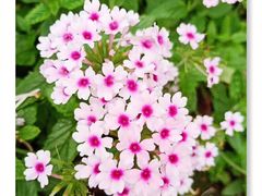 -三圣花乡旅游区