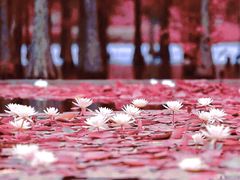 -白鹭湾湿地公园