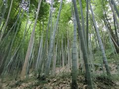 -上海佘山国家森林公园天马山园