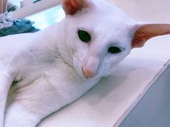 -飞行喵MR PILOT|猫舍·猫咖(静安大融城店)