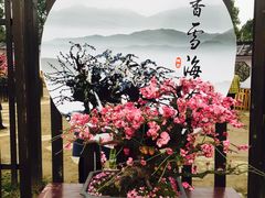 -香雪海