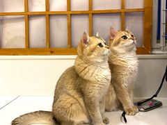 -Let's go狗咖·猫咖·奶狗·桌游(春熙路IFS店)