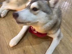 -Husky Go! 哈士奇体验馆·宠物咖啡厅狗咖