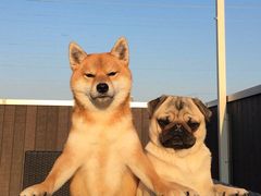 -徐记正宗北京烤鸭(北京东路总店)