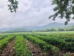 -中国茶叶博物馆(双峰馆区)