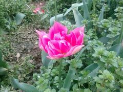 -洛阳郁金香牡丹园