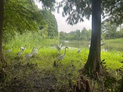 -溱湖国家湿地公园