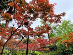 -南山植物园