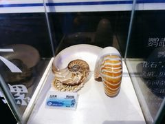 -贝壳梦幻世界