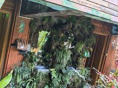 -西双版纳原始森林公园