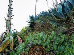 -阿尔卡特拉斯岛