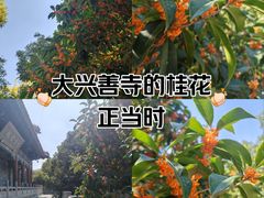 -西安大兴善寺