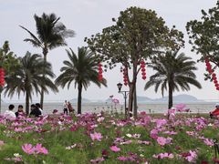 -野狸岛