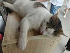 -金太粽(上海弄堂第一粽店)