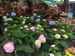 -曲阳花鸟市场(曲阳路店)