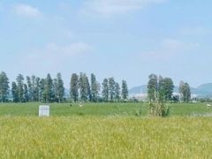 -崖口云吞(中堡店)