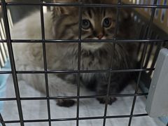 -瑞派动物医院·猫专科·至诚(江南中分院)