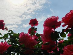 -上海交通大学(闵行校区)