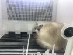 -艾贝尔宠物医院 ·中兽医·宠保定点(北门桥店)