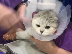 -伟伟宠物医院·CT影像中心·瑞派犬猫综合性门诊(汉口总院)