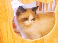 -多卡布奇宠物生活馆(上林世家店)