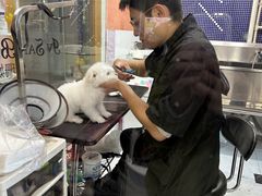 -车接车送·寄养洗护·德文猫舍(大宁店)