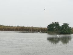 -盐城丹顶鹤湿地生态旅游区