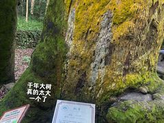 -西湖风景区十里琅珰-五云山