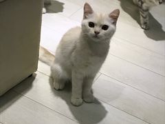 -喵的天空名猫咖啡馆·撸猫·猫舍·用品