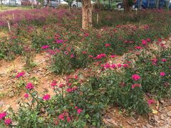 -松山湖梦幻百花洲