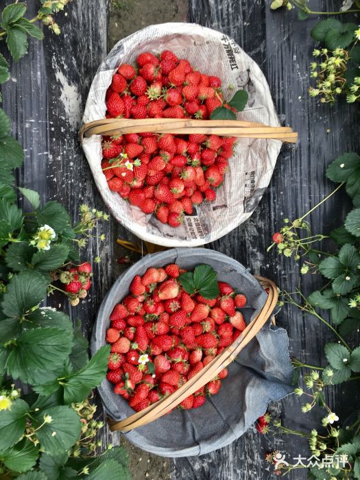 小鱼草莓采摘园农家乐·小鱼餐厅图片