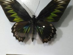 -上海昆虫博物馆