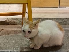 -猫的天空之城概念书店(丽江古城饮玉巷店)