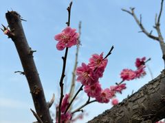 -南湖湿地公园