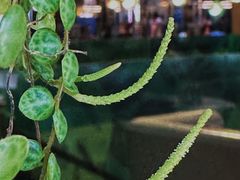 -美森西餐厅(曙光大道店)