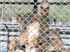 -长白岛森林公园