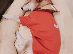 -逗柴咖啡屋·狗咖猫咖宠物桌游