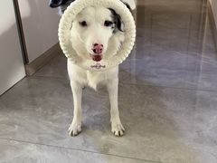 -艾贝尔宠物医院 ·内科全科(梁溪路店)