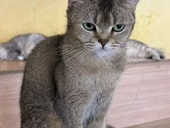 -喵小馆·猫咖狗咖猪咖·饮品店