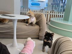 -怪兽屋·羊驼·猫咖·狗咖(俊华广场店)