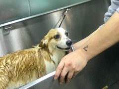 -PETKIT小佩宠物(昭化店)