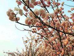 -天适樱花悠乐园